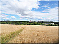 Permissive path through barley field in Ferryhill