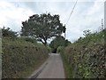 Oak tree by the road west of Force in EX15 1PR