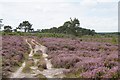 Track on Thursley Common in GU8 6NB