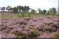 Heathland on Thursley Common in GU8 6NB