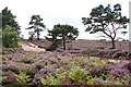 Track on Thursley Common in GU8 6QA