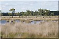 The bog on Thursley Common in GU8 6LN