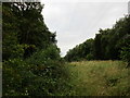 Gap between Mather Wood and Coppice Wood in Newark and Sherwood District