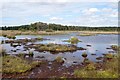 Pudmore Pond on Thursley Common in GU8 6LN