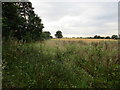 Overgrown field edge near Mather Wood in Newark and Sherwood District