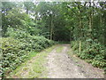 Path into the woodland in Havering Country Park in RM4 1PE