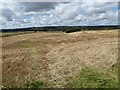 Stubble fields near Ashwood in DY8 5JT