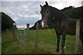 Neath Port Talbot : Grassy Field & Horse in Tai-Bach Community