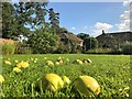 Fallen apples in the herb garden at Congham Hall in Norfolk in PE32 1AE