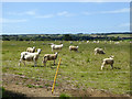 Sheep farming near Moor Farm in PO38 3JG