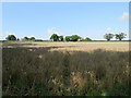 Babraham: wheatfield and Church Farm in CB22 3AT