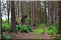 Path in Swiss Cabin Wood near Eddleston in EH45 8QS