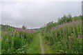 Rosebay Willowherb on the Southern Upland Way in TD1 3PW