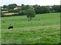 Cattle grazing south-east of Hall Green Farm in NG16 6FZ