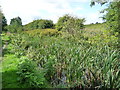 Rushes in the Pinxton Arm, near the Boat Inn in NG16 6RZ