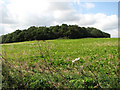 View towards Bullfer Grove in Gunthorpe