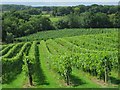 Vineyard & hop field by Bodiam Road in TN18 5NT