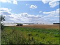 Harvesting Wheat in SG18 9LP