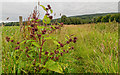 Burdock on the track to the Giant's Grave in IV5 7PQ