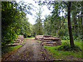 Woodpiles in Langwith Wood in S44 6TQ
