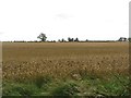 Arable land west of Quarry House in NE61 3QW
