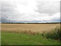 Arable field south of Nunriding Moor in NE61 3QW