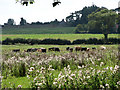 Cattle grazing on a pasture near Burgh Stubbs in NR24 2PX