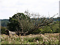 Uprooted tree in pasture near Burgh Stubbs in NR24 2PX