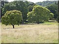 Trees in ground adjacent to Malvern Common in WR14 3HS
