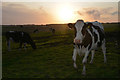 West Dorset : Grassy Field & Cattle in DT2 0HS
