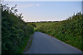 West Dorset : Country Lane in DT8 3PD