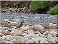 Oystercatcher on the River Breamish in Ingram