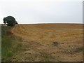 Arable field south of Hebron in NE61 3LA