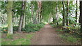 Path on the edge of Binning Wood in EH42 1XN