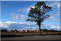 Tree beside Dirleton Road, North Berwick in EH39 5DG