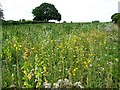 A colourful field north of Old Bungay Road in Kirby Cane