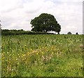 Tree growing in a field boundary hedge in Kirby Cane