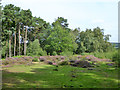 Heather on Hazeley Heath in RG27 8NL