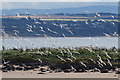 Sandwich Terns (Sterna sandvicensis), Green Craig in EH32 0PY