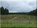 Young woodland beside the A11 in IP24 3SX