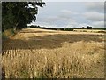 Barley stubble, Fifebanks in DD2 5LJ