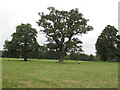Trees and sheep in Thame Park in OX9 3GF