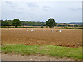 Ploughed field with birds, Great Haseley in OX44 7JQ