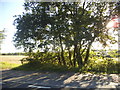 Trees by the B1053, Little Sampford in CB10 2QT