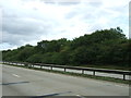Trees beside the A11 in NR18 9JS