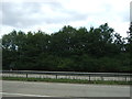 Trees beside the A11 in NR18 9SN