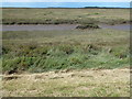 Salt marsh near Scolt Head Island, Norfolk in Burnham Norton