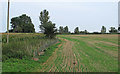 Field Boundary near Benstead Farm, Mettingham in NR35 1TD