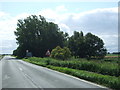 Trees beside Burnt Fen Turnpike (A1101) in IP28 8EF