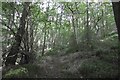 Path, Knill Wood in LD8 2PR